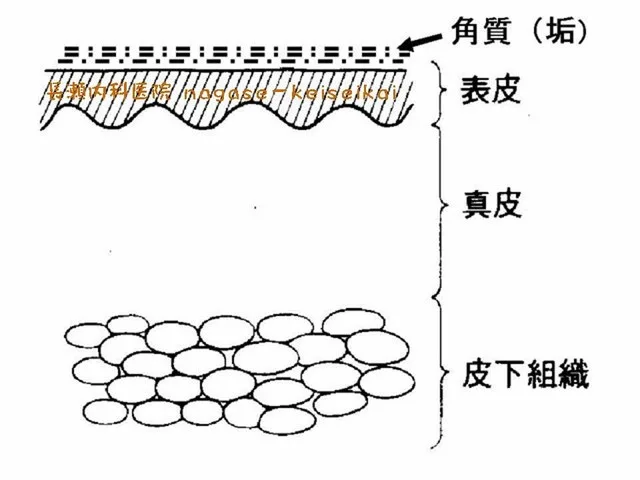 皮膚の構造